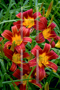 Picture of Hemerocallis  'Red Magic'