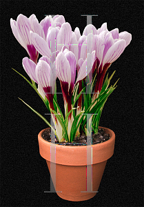 Picture of Crocus x hybridus 