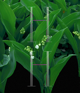 Picture of Convallaria majalis 