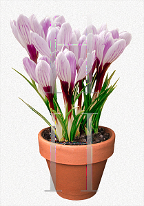 Picture of Crocus x hybridus 