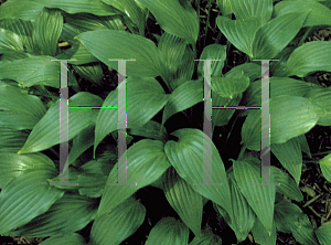 Picture of Hosta lancifolia 