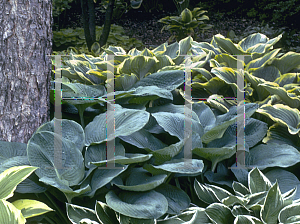 Picture of Hosta sieboldiana 