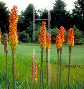 Picture of Kniphofia uvaria 