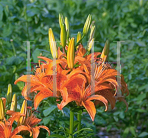 Picture of Lilium  