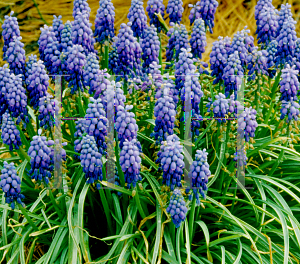 Picture of Muscari armeniacum 