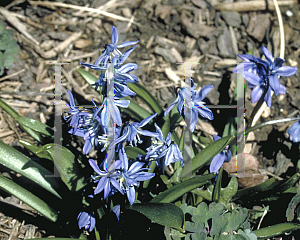 Picture of Scilla siberica 