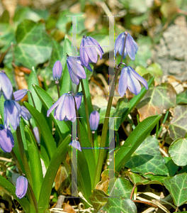 Picture of Scilla siberica 