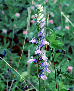 Picture of Lobelia siphilitica 