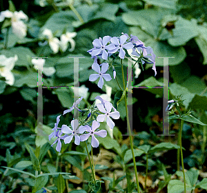 Picture of Phlox divaricata 