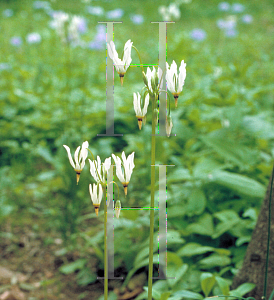 Picture of Dodecatheon meadia 