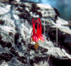 Picture of Aquilegia canadensis 