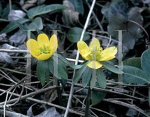 Picture of Eranthis hyemalis 