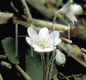 Picture of Hepatica americana 