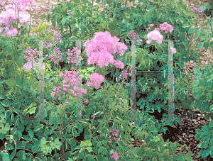 Picture of Thalictrum aquilegifolium 