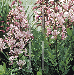 Picture of Dictamnus albus 'Purpureus'