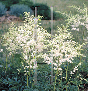 Picture of Astilbe japonica 'Deutschland'