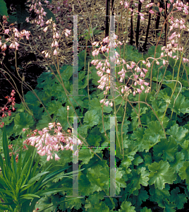 Picture of Heuchera sanguinea 