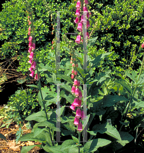 Picture of Digitalis purpurea 