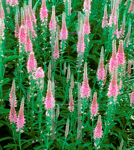 Picture of Veronica spicata 