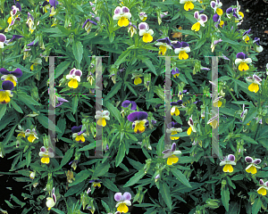 Picture of Viola tricolor 