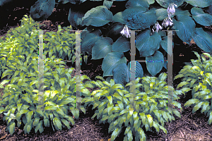 Picture of Hosta fortunei 'Robusta'