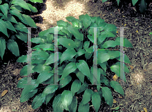 Picture of Hosta lancifolia 