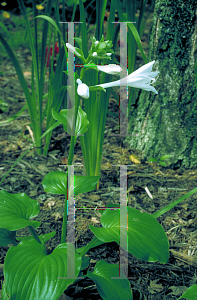 Picture of Hosta plantaginea 