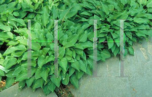 Picture of Hosta venusta 