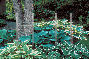 Picture of Hosta  