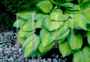 Picture of Hosta  'Gold Standard'