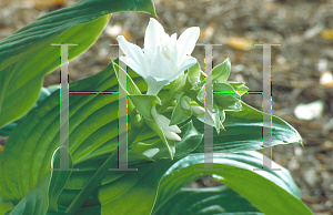 Picture of Hosta plantaginea 'Aphrodite'