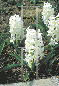 Picture of Hyacinthus orientalis 