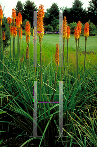 Picture of Kniphofia uvaria 