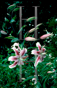 Picture of Lilium speciosum 'Rubrum'