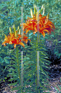 Picture of Lilium  