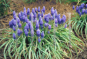 Picture of Muscari armeniacum 