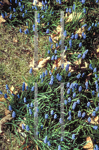 Picture of Muscari armeniacum 