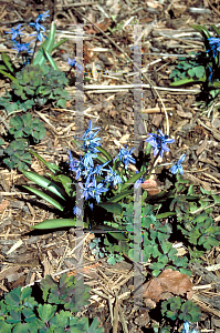 Picture of Scilla siberica 