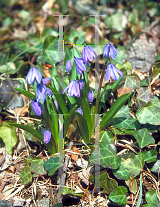 Picture of Scilla siberica 