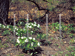 Picture of Trillium grandiflorum 