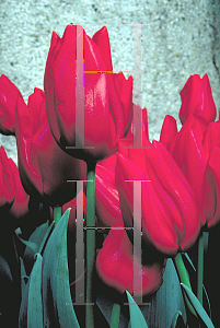 Picture of Tulipa x 'Oscar'