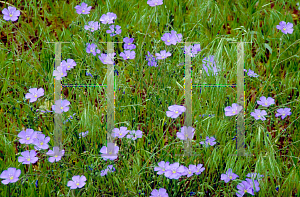 Picture of Linum perenne 