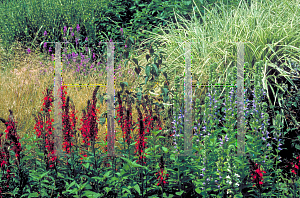 Picture of Lobelia cardinalis 