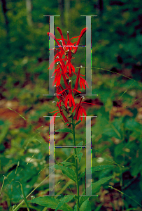 Picture of Lobelia cardinalis 