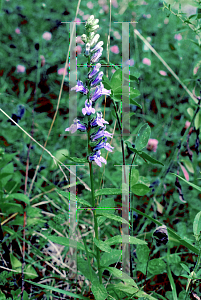 Picture of Lobelia siphilitica 