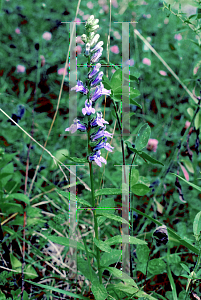 Picture of Lobelia siphilitica 