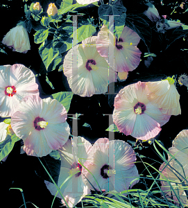 Picture of Hibiscus moscheutos 