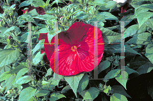 Picture of Hibiscus moscheutos 