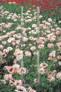 Picture of Papaver orientale 