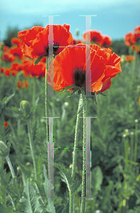 Picture of Papaver orientale 